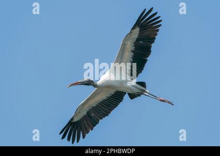 Waldstorch, Mycteria americana, alleinerziehender Erwachsener, der über Feuchtgebiete fliegt, Wahodaahatchee, Florida, USA Stockfoto