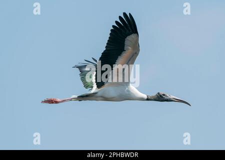 Waldstorch, Mycteria americana, alleinerziehender Erwachsener, der über Feuchtgebiete fliegt, Wahodaahatchee, Florida, USA Stockfoto