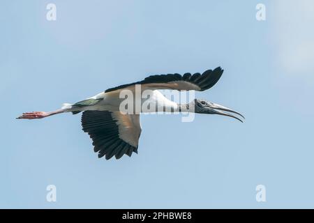 Waldstorch, Mycteria americana, alleinerziehender Erwachsener, der über Feuchtgebiete fliegt, Wahodaahatchee, Florida, USA Stockfoto