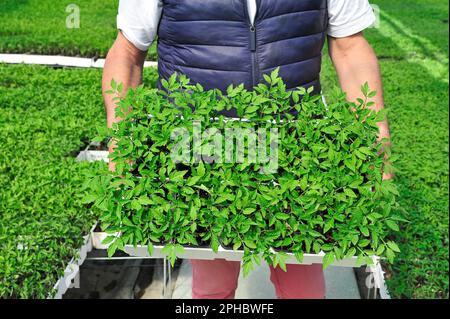 Die Hände eines männlichen Landwirts halten ein Tablett mit Tomatensämlingen, die in einem Gewächshaus aus biologischem Gemüse wachsen - Italien Stockfoto