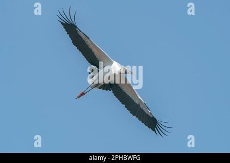 Waldstorch, Mycteria americana, alleinerziehender Erwachsener, der über Feuchtgebiete fliegt, Wahodaahatchee, Florida, USA Stockfoto