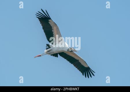 Waldstorch, Mycteria americana, alleinerziehender Erwachsener, der über Feuchtgebiete fliegt, Wahodaahatchee, Florida, USA Stockfoto