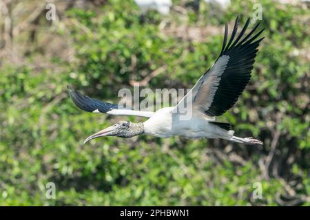 Waldstorch, Mycteria americana, alleinerziehender Erwachsener, der über Feuchtgebiete fliegt, Wahodaahatchee, Florida, USA Stockfoto