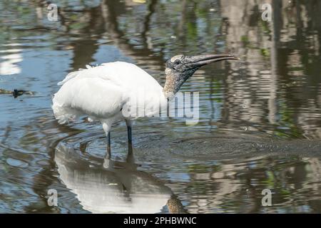 Waldstorch, Mycteria americana, alleinstehende Erwachsene füttern in flachem Wasser, Wahodaahatchee, Florida, USA Stockfoto