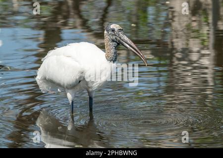 Waldstorch, Mycteria americana, alleinstehende Erwachsene füttern in flachem Wasser, Wahodaahatchee, Florida, USA Stockfoto