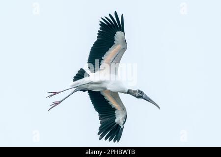 Waldstorch, Mycteria americana, alleinerziehender Erwachsener, der über Feuchtgebiete fliegt, Wahodaahatchee, Florida, USA Stockfoto