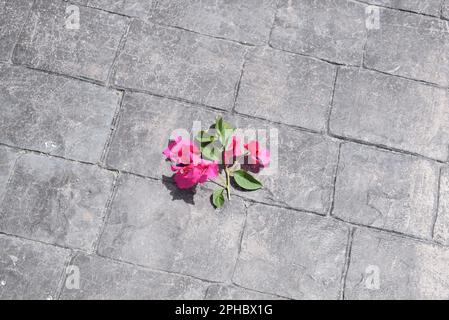 Still-Leben Stockfoto