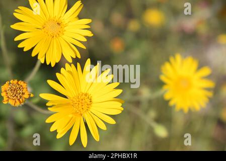 Gelbe Blume, mexikanisches Gelben Blümen Stockfoto