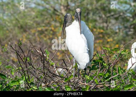 Waldstorch, Mycteria americana, zwei Erwachsene, die auf dem Nest stehen, Wahodaahatchee, Florida, USA Stockfoto