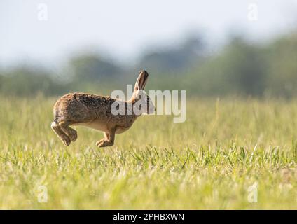 Ein fliegender Braunhaar ( Lepus europaeus), der in die Luft springt. Hüpft, alle vier Beine über den Boden, über eine Wiese. Suffolk, Großbritannien Stockfoto