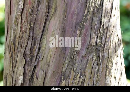 Goldenes Irisches Yew (lat. Taxus baccata 'Dovastoniana') Stockfoto