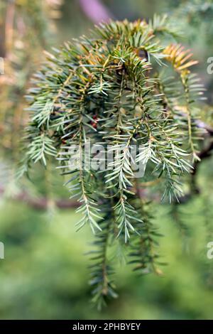 Zweig eines Goldenen Irischen Eibens (lat. Taxus baccata 'Dovastoniana') Stockfoto