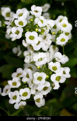 Süßes Alyssum (Lobularia maritima) Stockfoto