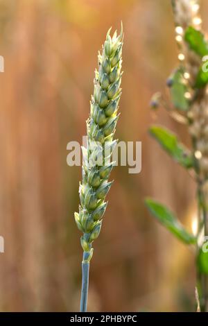 Unreife Weizenzapfen (lat. triticum) Stockfoto