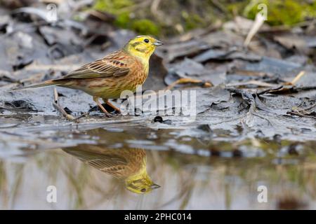 yellowhammer, trinkt Wasser in der Frühlingspfütze Stockfoto