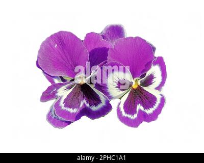 Violetter Garten Pansy Blume isoliert auf Weiß Stockfoto