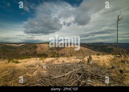 Jesenikygebirge ohne Wälder mit Rindenkäfer am Frühlingswolktag Stockfoto