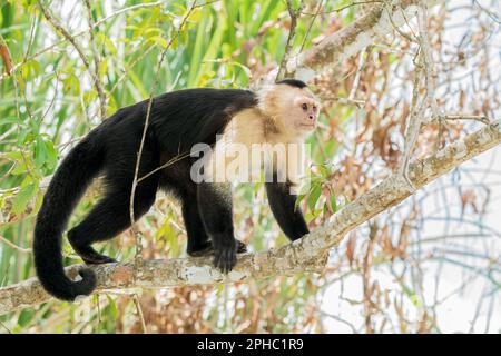 Panamaischer weißer Kapuzineraffe, Cebus-Imitator, alleinstehender Erwachsener im Wald, Panama Stockfoto