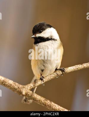 Nahaufnahme des Hühnchens Vorderansicht auf einem Ast mit unscharfem braunem Hintergrund in seiner Umgebung und seinem Lebensraum. Chickadee mit schwarzer Kappe. Stockfoto