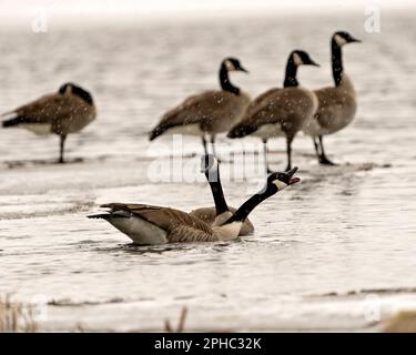 Kanadagänse auf Eiswasser im Frühling mit fallendem Schnee in ihrer Umgebung und ihrem Lebensraum. Gans. Stockfoto