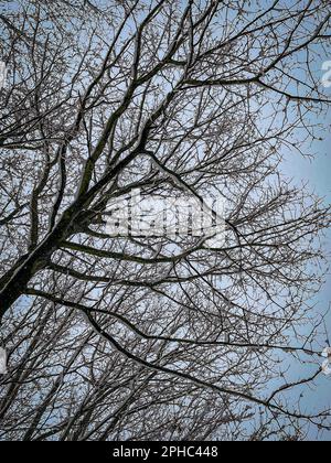 Schneebedeckte Bäume und herabfallende Schneeflocken Stockfoto