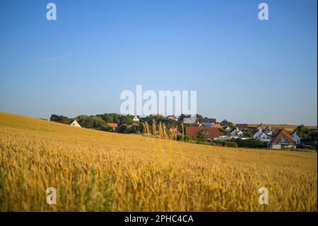 Sonnenuntergang auf Weizenfeldern im Sommer Nordfrankreich (Cap Gris Nez) Stockfoto