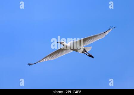 Ein fliegender Löffel an einem sonnigen Tag im Sommer, blauer Himmel, Nordfrankreich Stockfoto