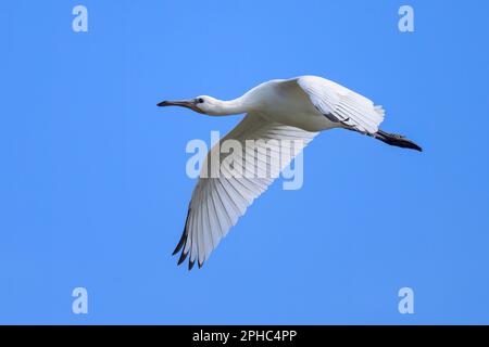 Ein fliegender Löffel an einem sonnigen Tag im Sommer, blauer Himmel, Nordfrankreich Stockfoto