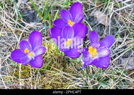 Das violette Magenta Crocus blühte im Frühjahr vor einem verschwommenen Hintergrund des letzten Jahres. Nahaufnahme. Stockfoto