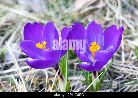 Das violette Magenta Crocus blühte im Frühjahr vor einem verschwommenen Hintergrund des letzten Jahres. Nahaufnahme. Stockfoto