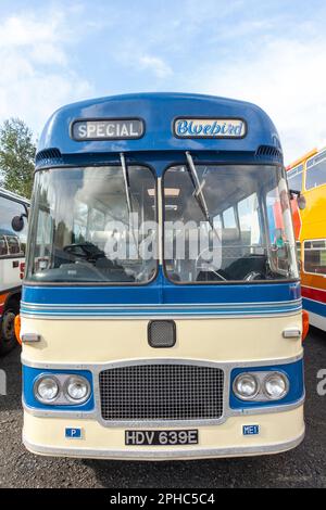 Nahaufnahme eines Vintage Bluebird Excursion Bus aus den 1950er Jahren Stockfoto