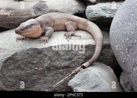 Gran-Canaria-Rieseneidechse (Gallotia stehlini), Gran Canaria, Spanien, Maspalomas Stockfoto