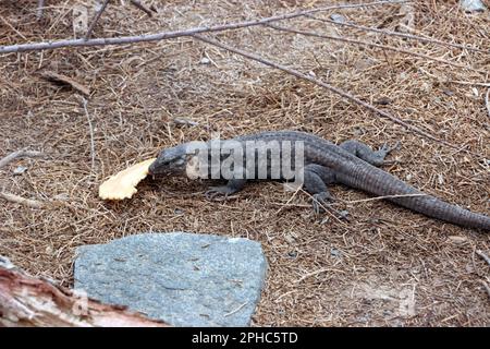 Gran-Canaria-Rieseneidechse (Gallotia stehlini), Gran Canaria, Spanien, Maspalomas Stockfoto