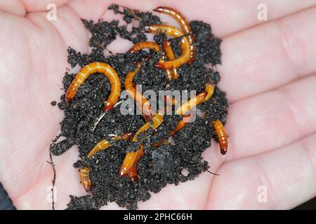 Drahtwürmer, Larven der Kammkäfer (Elateridae). Wirtschaftlich wichtige Pflanzenschädlinge leben im Boden und beißen die Wurzeln. Stockfoto