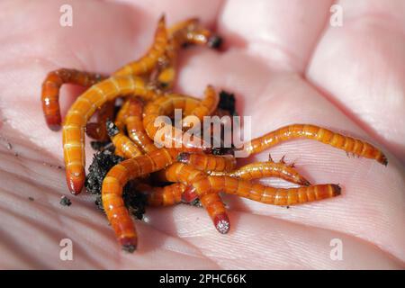 Drahtwürmer, Larven der Kammkäfer (Elateridae). Wirtschaftlich wichtige Pflanzenschädlinge leben im Boden und beißen die Wurzeln. Stockfoto