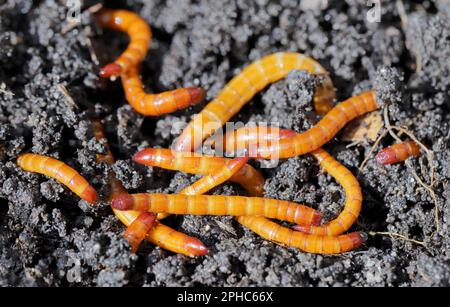 Drahtwürmer, Larven der Kammkäfer (Elateridae). Wirtschaftlich wichtige Pflanzenschädlinge leben im Boden und beißen die Wurzeln. Stockfoto