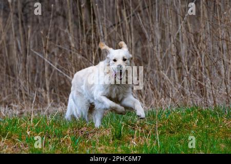 Ein großer weißer Hund, der auf einer Lichtung herumspringt Stockfoto