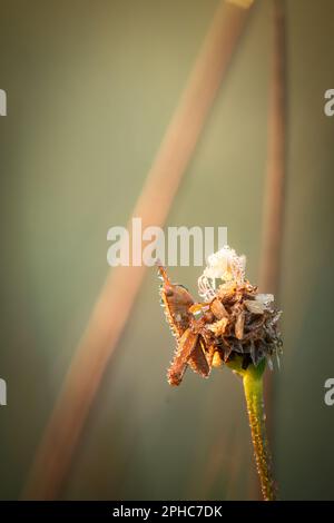 Die Sonne geht auf und fängt den Tau auf dem jungen Grashüpfer, der in der Vegetation von Haddon Moor, Exmoor, sitzt Stockfoto