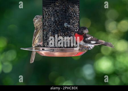 Männliche und weibliche Rosenschnäbel essen Samen bei Birdfeed, Quebec, Kanada Stockfoto