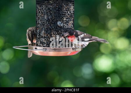 Männliche und weibliche Rosenschnäbel essen Samen bei Birdfeed, Quebec, Kanada Stockfoto