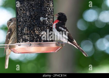 Männliche und weibliche Rosenschnäbel, die bei Vogelfüttern, Quebec, Kanada, Samen essen Stockfoto