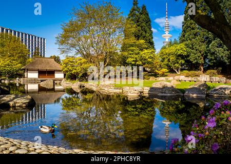 Eine männliche Stockente gleitet über einen Teich im japanischen Garten von Planten un Blomen mit dem japanischen Teehaus und dem hoch aufragenden Heinrich Hertz Tower. Stockfoto