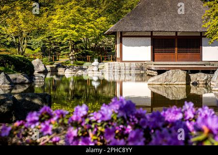 Japanisches Teehaus mit Strohdach an einem ruhigen Teich im öffentlichen Park Planten un Blomen in Hamburg, mit violetten Blumen im Vordergrund. Stockfoto