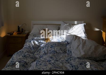 Eine blonde Frau (Schaufensterpuppe), die im Bett schläft und von Morgensonne beleuchtet wird Stockfoto