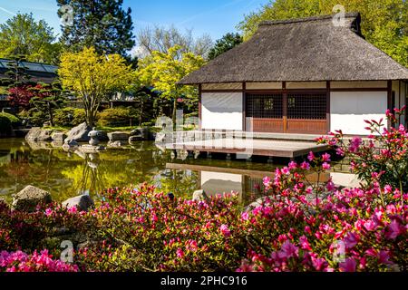 Japanisches Teehaus mit rosa Blumen im Vordergrund an einem Teich im öffentlichen Park Planten un Blomen in Hamburg, ein ruhiger Rückzugsort in einem wunderschönen Garten. Stockfoto