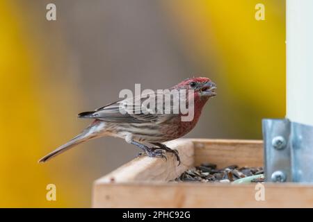 Hausfink, Haemorhous mexicanus, auf Vogelfütterung, die Seeda isst Stockfoto