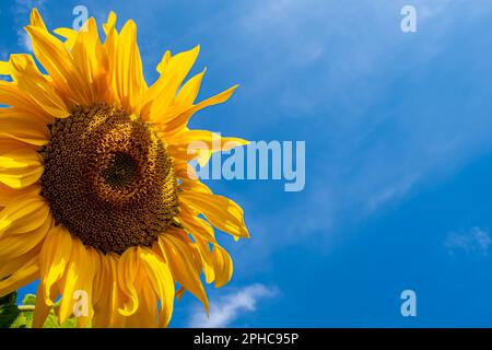 Ein lebendiger Kopf steht hoch am blauen Himmel, mit einer Reihe gelber Blütenblätter und einem markanten gelb-braunen Zentrum und Kopierraum. Stockfoto