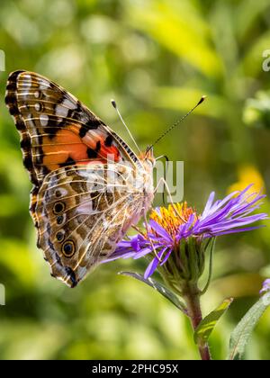 Ein Painted Lady Schmetterling mit bunten Flügeln sitzt auf einer pulsierenden lila Blütenkopfblume der New England Aster vor einer üppigen grünen Kulisse. Stockfoto