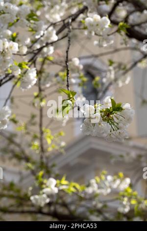 Atemberaubende weiße Kirschbaumblüte, fotografiert in Notting Hill, West London, Großbritannien. Stockfoto