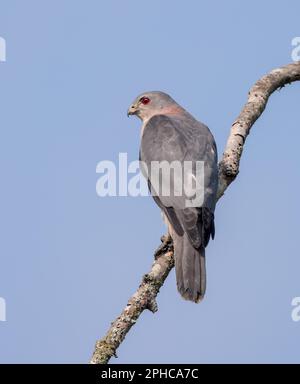 Der Shikra ist ein kleiner Greifvogel aus der Familie Accipitridae, der in Asien und Afrika weit verbreitet ist. Stockfoto